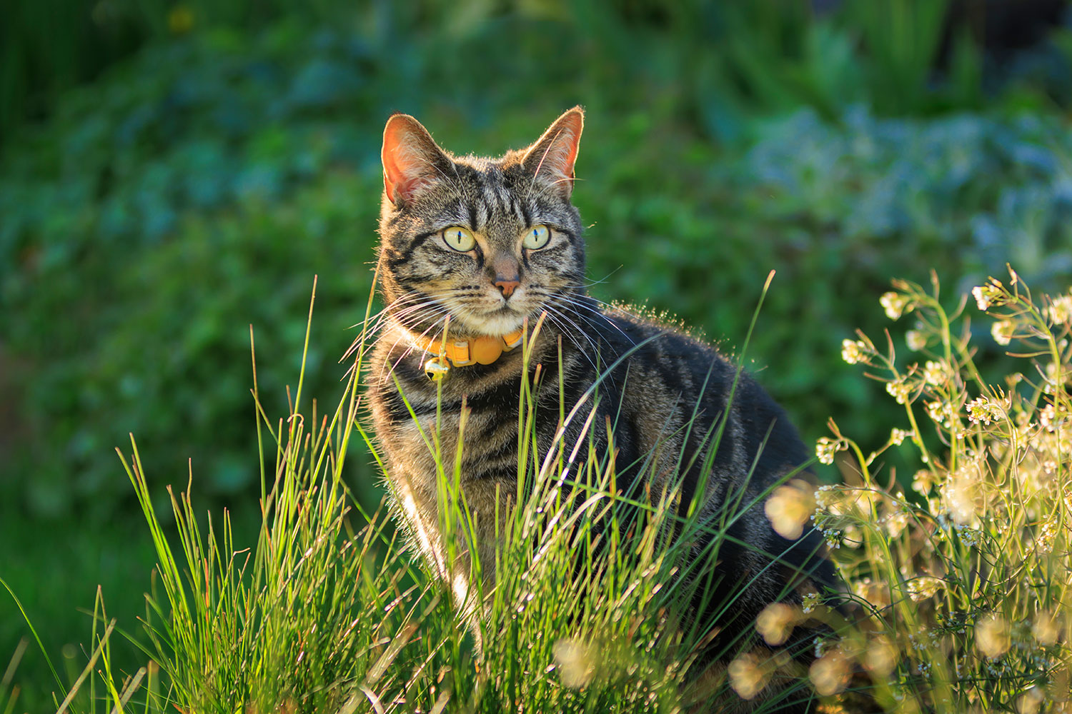 Picture for category Feline